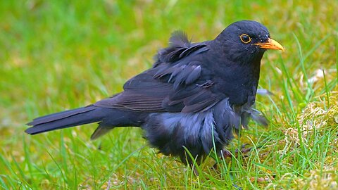 Few More Short Clips of Molty the Blackbird