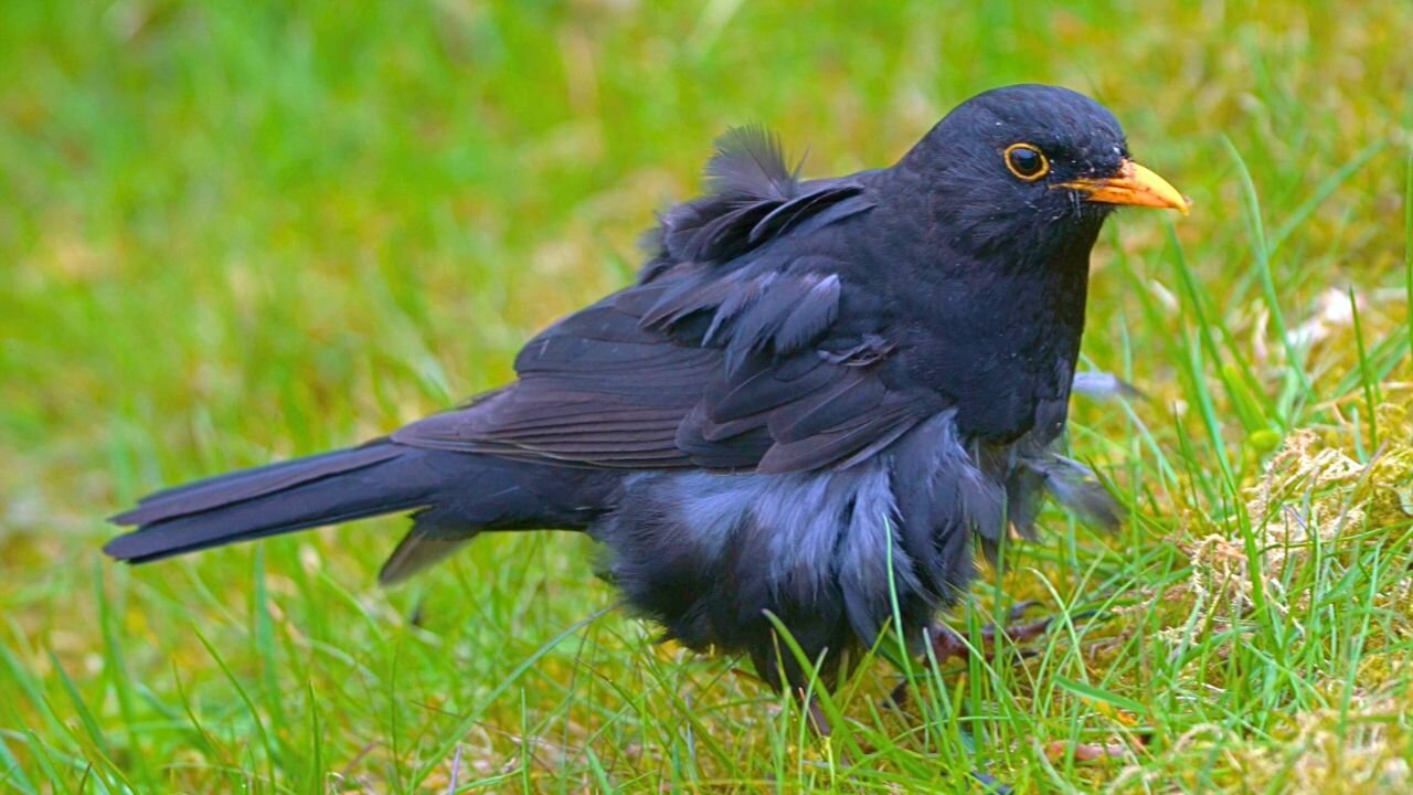 Few More Short Clips of Molty the Blackbird