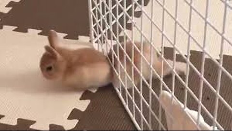 Pet Escape Artists _ Funny Pet Video Compilation _ The Pet Collective