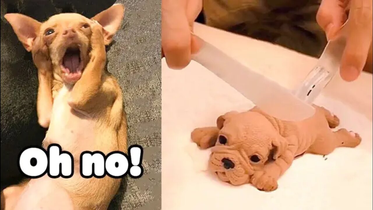 Funniest Animals Videos - Best Cute Cats😹 and Crazy Dogs🐶 Videos 2022! | FUNNY ANIMALS' SOCIETY