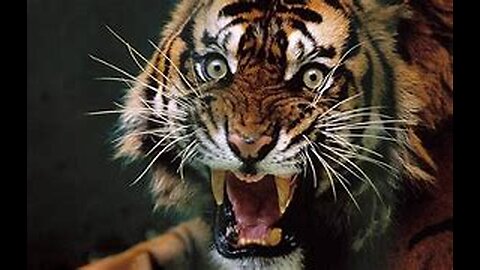 The Tiger's Den
