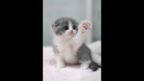 Cute cat meow meow 🐱🐱🐱🐱