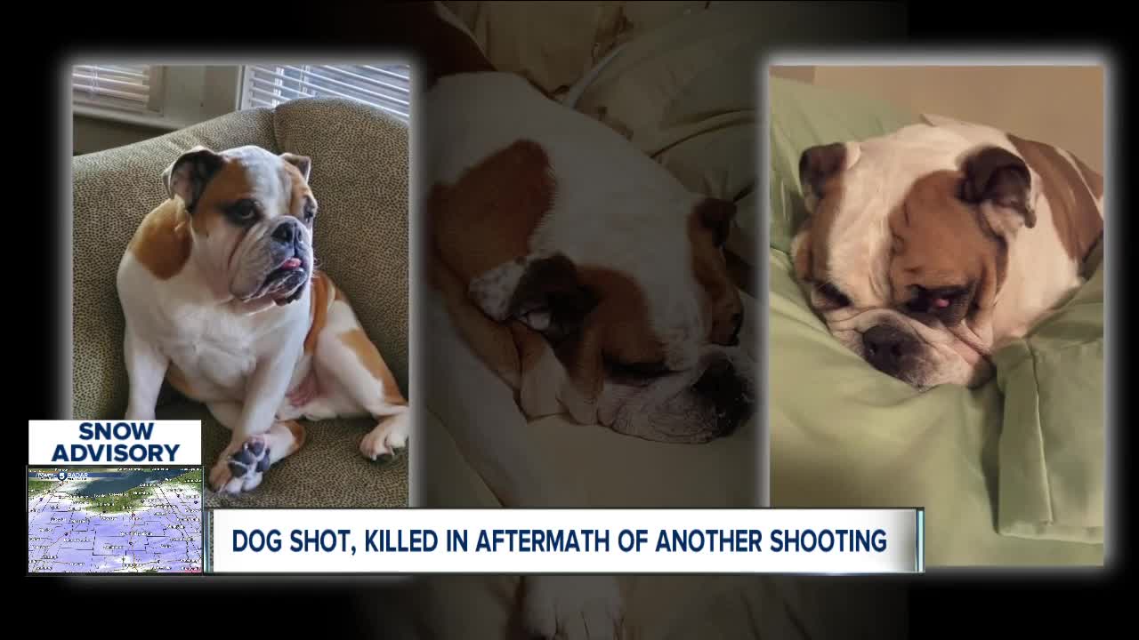 Woman's family pet killed by suspect running from police