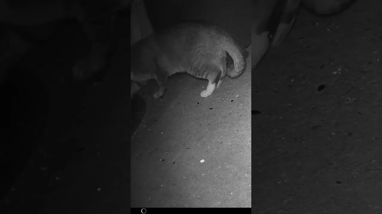 Tabby Cat Stretches And waits For Food To Be Put Out! 😺