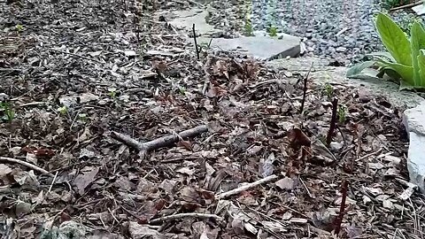 Early may tour of the permaculture food forest