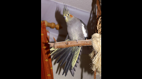 cocktail bird