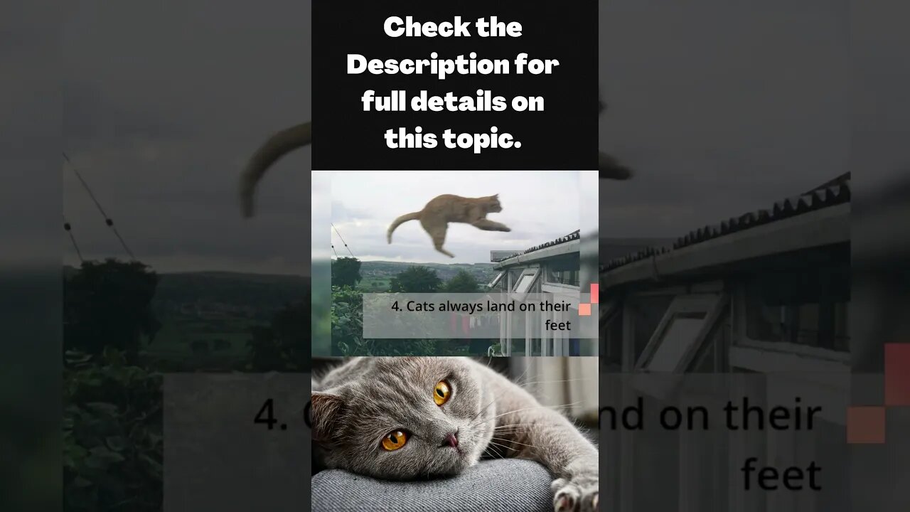MYTHS ABOUT CATS