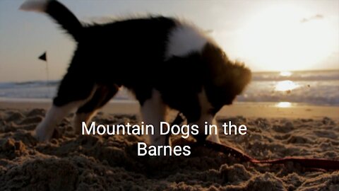 D's Bernese Mountain Dogs