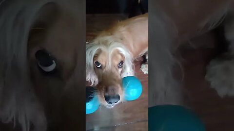 #dogshow , #animals , #dogs , #shorts