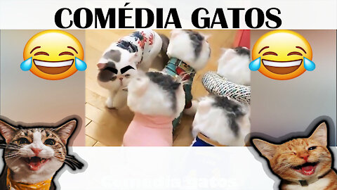 Funny Cat Videoss #2