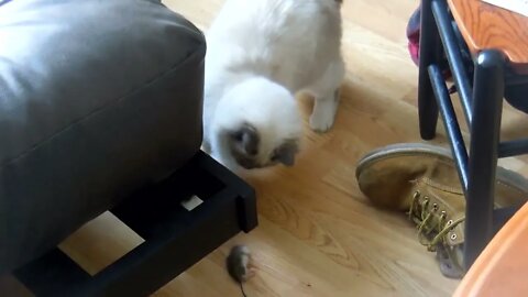 2017-01-17 - FANGS FIRST MOUSE