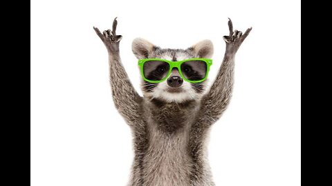 Best funny animal videos 2023