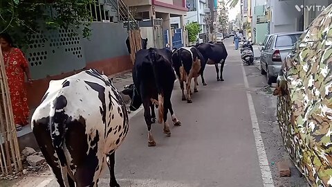 chhoti chhoti gay jarsi #funny #comedy #video