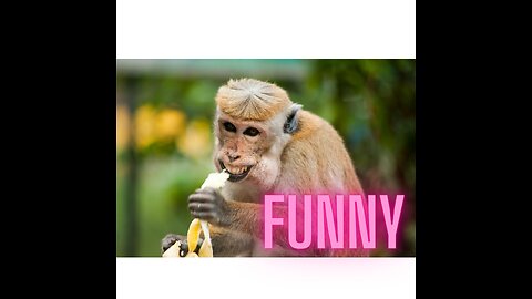 "!"Sassy, Silly, and Simply Funny – Animals at Their Best"😂😹😺