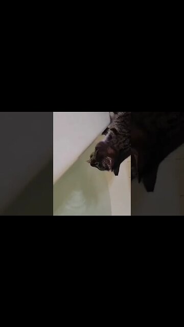 Cat Drinking from Bathtub! 🐈 #cat #silly #Drinking #bath #water #shorts