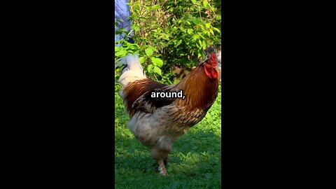 Watch as Mr. Cluckles the brave rooster takes on a sneaky weasel in an epic chase!