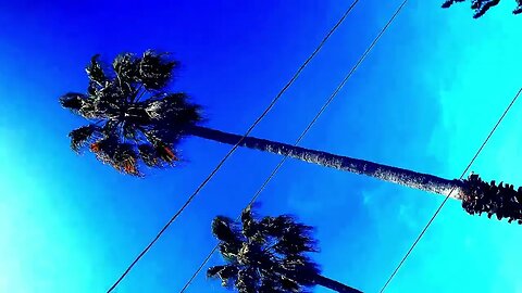 Flowers of Truth / Bluest Sky