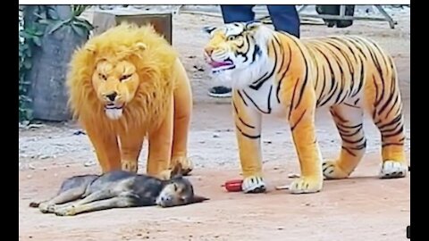 Funny Dog & Fake Lion And Fake Tiger Prank To Dog || Videos 2022