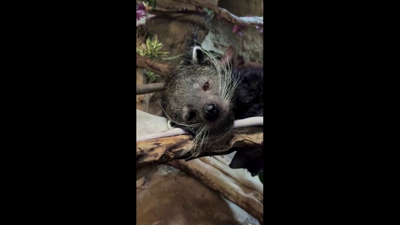Nocturnal Binturong Lounges During The Day At Memphis Zoo