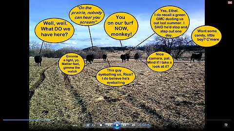 Longhorn & Angus Cattle Mob Invade Yard - E-Z Herding By Frightening Monkey Merely Showing Face