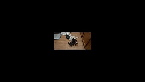 Shih Tzu Puppy Takes French Brittany Puppy