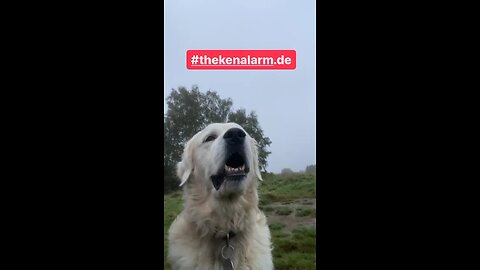 UNGEHORSAM