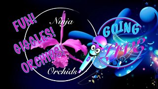Reviewing One of my OLDEST Videos 🫣😂 #ninjaorchids