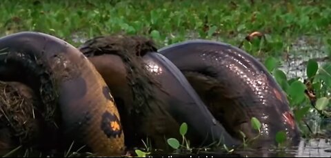 Anaconda Devours Huge Meal | Monster Snakes.