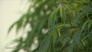 Medical marijuana industry rewarding manufacturing workers who lost prospects when companies left