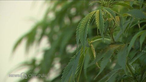 Medical marijuana industry rewarding manufacturing workers who lost prospects when companies left