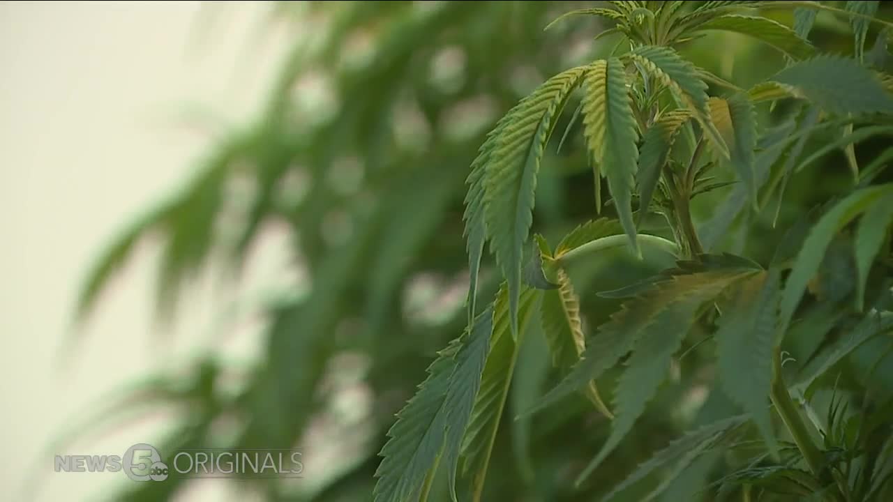 Medical marijuana industry rewarding manufacturing workers who lost prospects when companies left