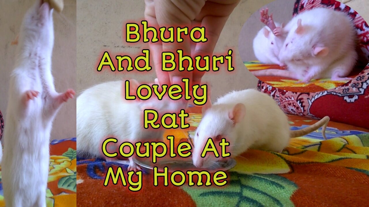 Bhura And Bhuri Lovely Rat Couple At My Home (Rat Is Pet Animal)