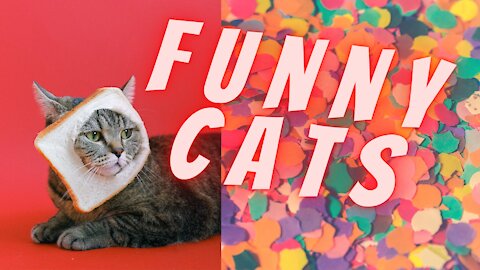 Funny Cats [Compilation] 2021