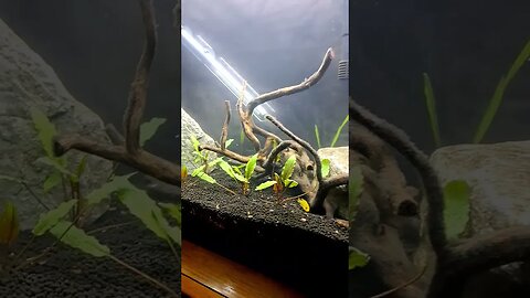 New plants in 37 Gallon Mbuna Tank and they say it can't be done ! #aquarium #aquascape #fish