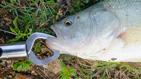 How to Use Portable Stainless Steel Fishing Gripper