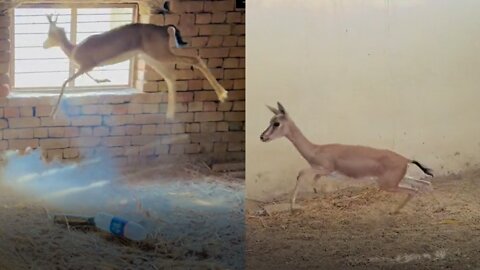 Two frightened deer trying to escape!