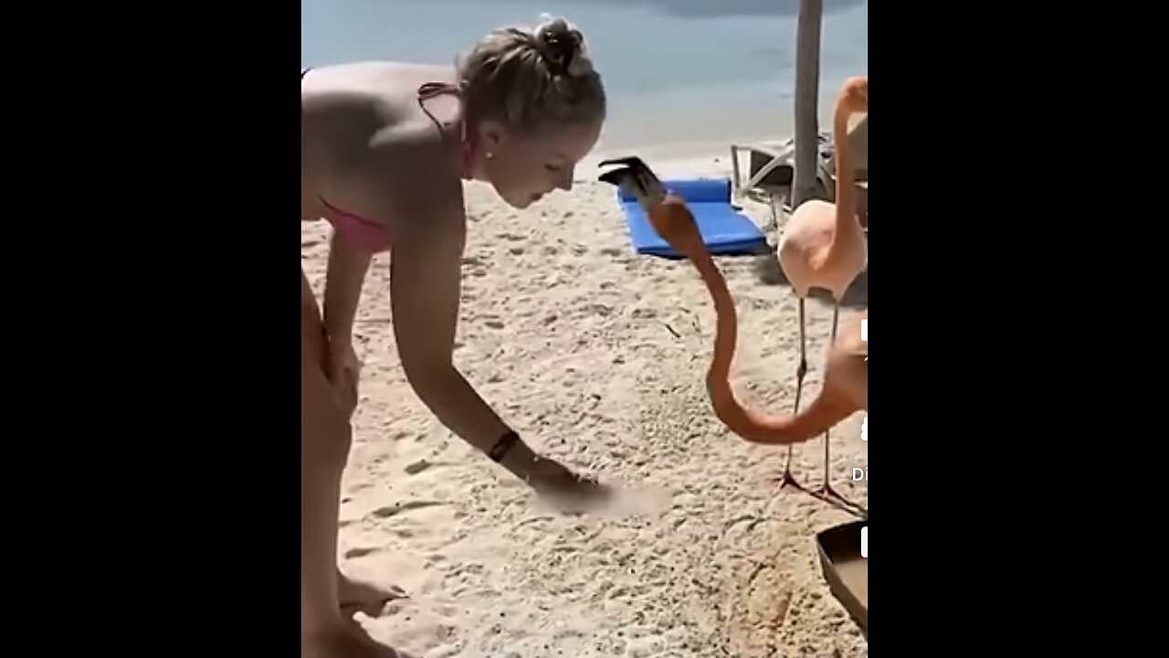 Funny Animal Videos Of The Day 61! & #memes #shorts #dankmemes
