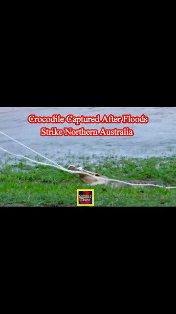 WATCH: Crocodile captured after floods strike northern Australia