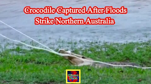 WATCH: Crocodile captured after floods strike northern Australia