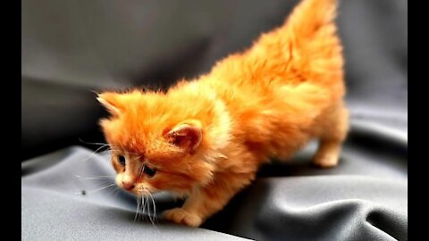 Cute Pets And Funny Animals Compilation #04 PetsGardens