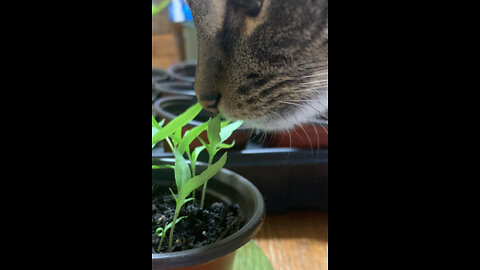 Repotting Seedlings