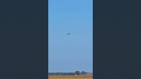 Great Blue Heron mating pair at the Farm 🚜