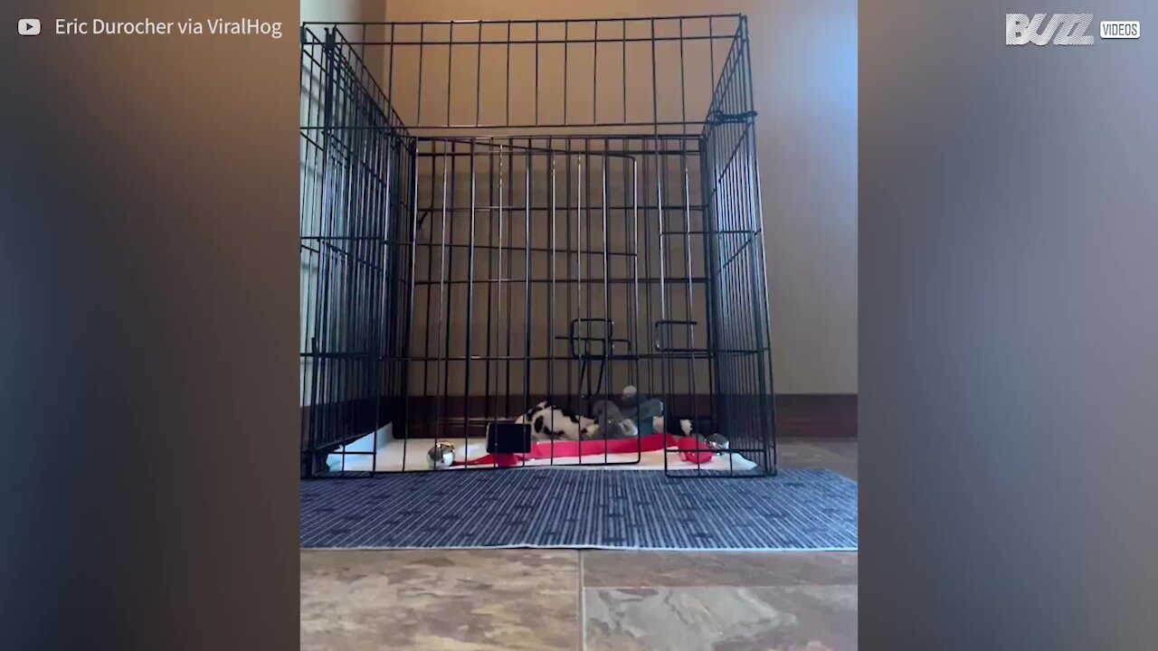 Cãozinho aprende a abrir porta e a fugir da sua jaula