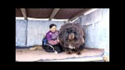 Family Thinks They Adopted A Rare Dog, 2 Years Later They Realize It's Not A 'Dog' At All