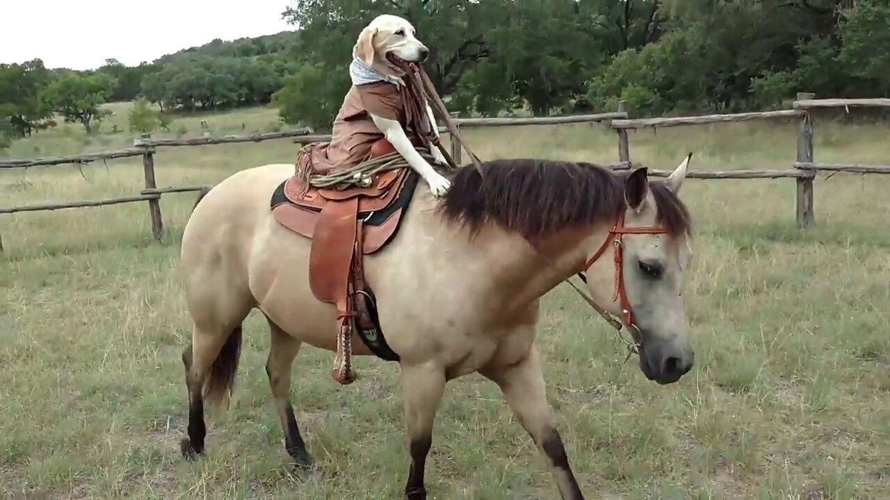 Friends with benefits. 🐴🐶✨ Friends forever!!