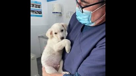 Good man cute puppy help
