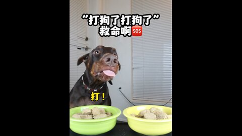 Tiger's daily (12/12/2023)