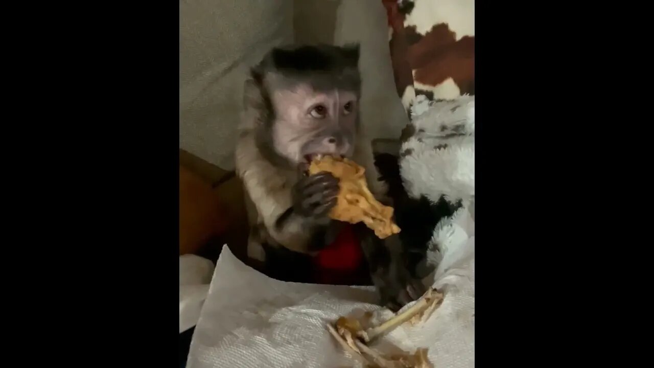 Chicken Wing!