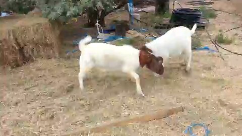 Goat fight is a treat to watch