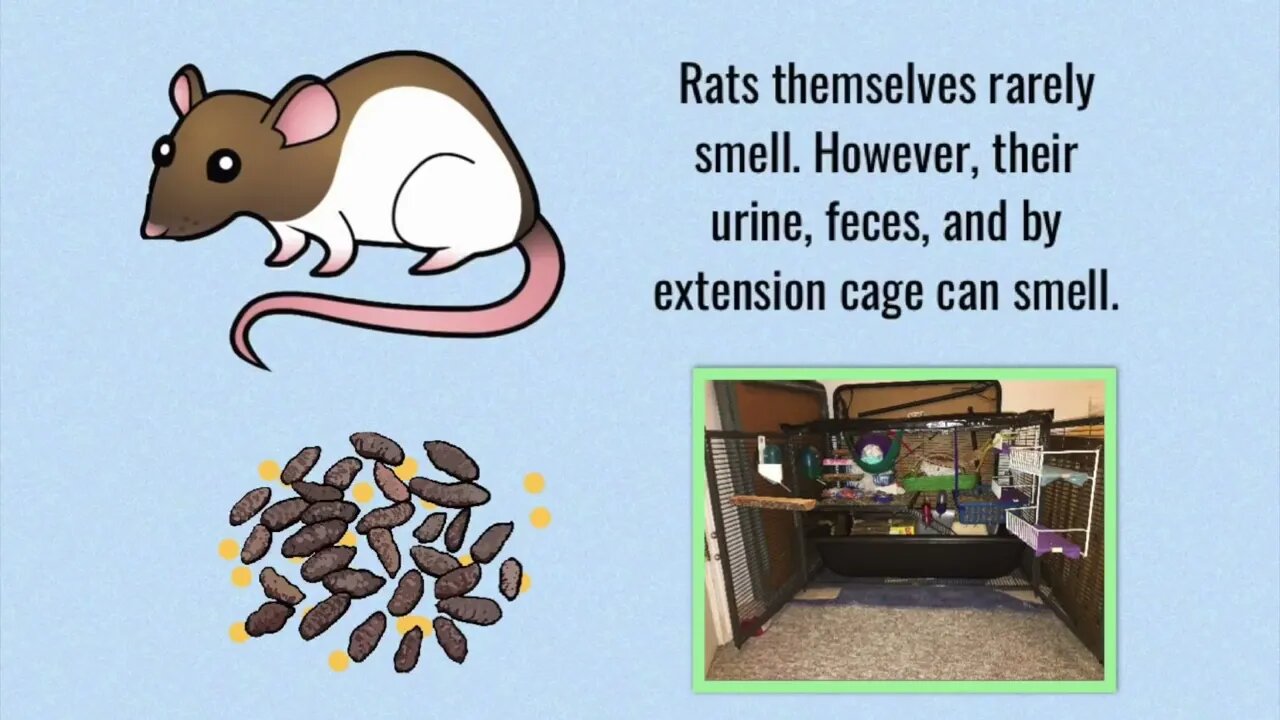 Tips & Tricks for Managing and Reducing Pet Rat Smell